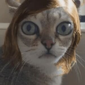 Meet your Posher, this random cat with a bob